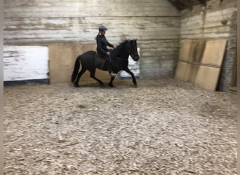 Islandshäst, Valack, 9 år, 148 cm, Svart