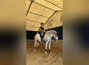 Ispano-Arabo, Castrone, 10 Anni, 154 cm, Grigio
