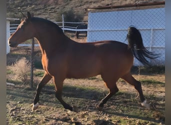 Ispano-Arabo, Castrone, 11 Anni, 159 cm, Baio