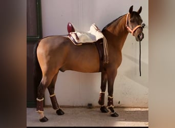 Ispano-Arabo, Castrone, 11 Anni, 159 cm, Baio
