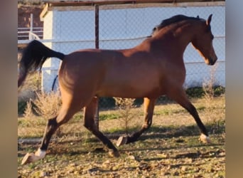 Ispano-Arabo, Castrone, 11 Anni, 159 cm, Baio