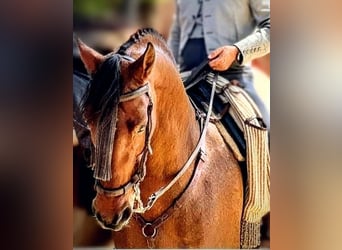 Ispano-Arabo, Castrone, 11 Anni, 162 cm, Baio