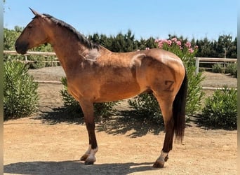 Ispano-Arabo Mix, Castrone, 11 Anni, 163 cm, Pelle di daino