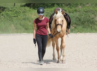 Ispano-Arabo, Castrone, 12 Anni, 150 cm, Palomino