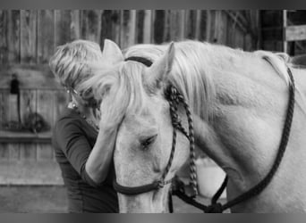 Ispano-Arabo, Castrone, 12 Anni, 150 cm, Palomino