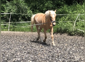 Ispano-Arabo, Castrone, 12 Anni, 150 cm, Palomino