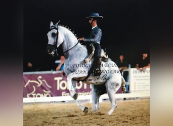 Ispano-Arabo Mix, Castrone, 13 Anni, 160 cm, Grigio