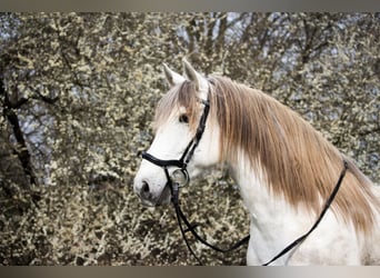 Ispano-Arabo, Castrone, 13 Anni, 162 cm, Grigio