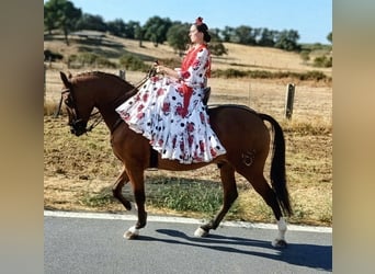 Ispano-Arabo, Castrone, 3 Anni, 156 cm, Baio