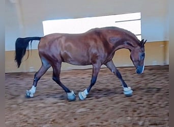 Ispano-Arabo, Castrone, 3 Anni, 156 cm, Baio
