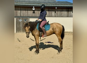 Ispano-Arabo, Castrone, 4 Anni, 152 cm, Pelle di daino