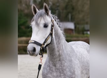 Ispano-Arabo, Castrone, 4 Anni, 154 cm, Grigio