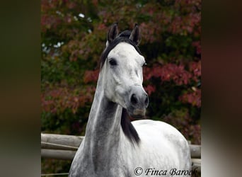 Ispano-Arabo, Castrone, 4 Anni, 156 cm, Grigio