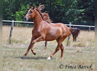 Ispano-Arabo, Castrone, 5 Anni, 156 cm, Sauro