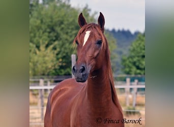 Ispano-Arabo, Castrone, 5 Anni, 156 cm, Sauro