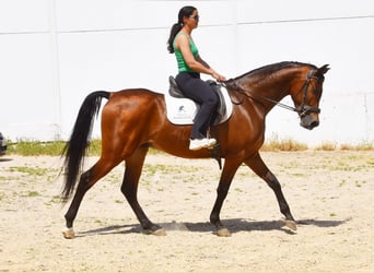 Ispano-Arabo, Castrone, 5 Anni, 163 cm, Baio