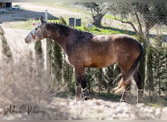 Ispano-Arabo, Castrone, 5 Anni, 165 cm, Grigio pezzato