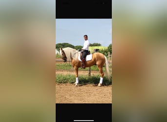 Ispano-Arabo, Castrone, 5 Anni, 165 cm, Palomino