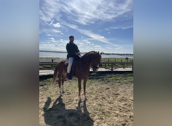 Ispano-Arabo, Castrone, 5 Anni, 166 cm, Sauro