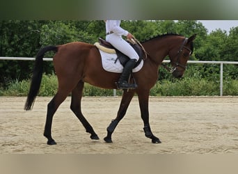 Ispano-Arabo, Castrone, 6 Anni, 146 cm, Baio