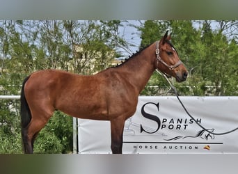 Ispano-Arabo, Castrone, 6 Anni, 146 cm, Baio
