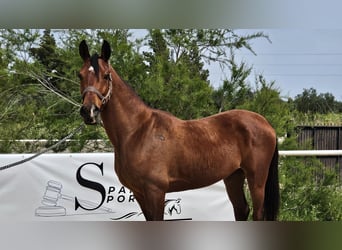 Ispano-Arabo, Castrone, 6 Anni, 146 cm, Baio