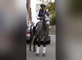 Ispano-Arabo, Castrone, 6 Anni, 155 cm, Falbo baio
