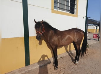 Ispano-Arabo, Castrone, 6 Anni, 160 cm, Baio