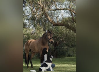 Ispano-Arabo Mix, Castrone, 6 Anni, 163 cm, Pelle di daino