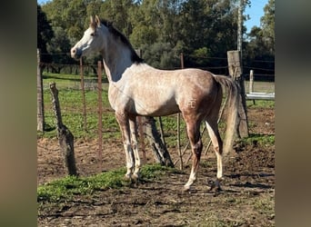 Ispano-Arabo, Castrone, 7 Anni, 156 cm