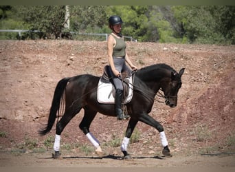 Ispano-Arabo, Castrone, 7 Anni, 161 cm, Baio nero