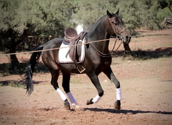 Ispano-Arabo, Castrone, 7 Anni, 161 cm, Baio nero