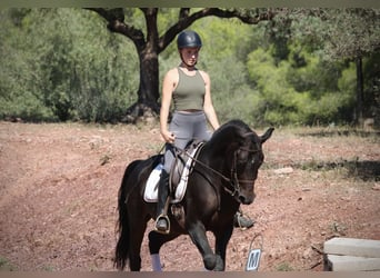 Ispano-Arabo, Castrone, 7 Anni, 161 cm, Baio nero