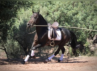 Ispano-Arabo, Castrone, 7 Anni, 161 cm