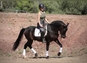 Ispano-Arabo, Castrone, 7 Anni, 161 cm