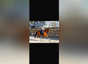 Ispano-Arabo, Castrone, 7 Anni, 163 cm, Baio