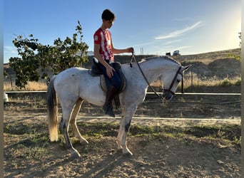 Ispano-Arabo Mix, Castrone, 9 Anni, 160 cm, Grigio