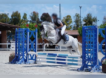 Ispano-Arabo, Castrone, 9 Anni, 162 cm, Grigio