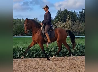 Ispano-Arabo, Giumenta, 10 Anni, 163 cm