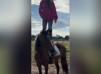 Ispano-Arabo, Giumenta, 11 Anni, 153 cm, Baio