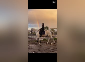 Ispano-Arabo, Giumenta, 15 Anni, 163 cm, Grigio