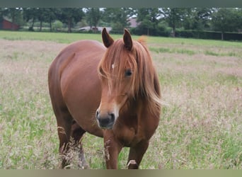 Ispano-Arabo, Giumenta, 3 Anni, 160 cm, Sauro