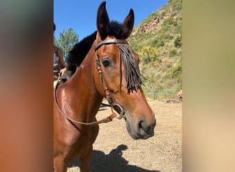 Ispano-Arabo, Giumenta, 4 Anni, 152 cm, Baio