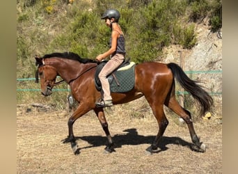 Ispano-Arabo, Giumenta, 4 Anni, 152 cm, Baio