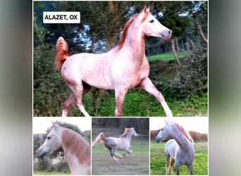 Ispano-Arabo, Giumenta, 4 Anni, 157 cm