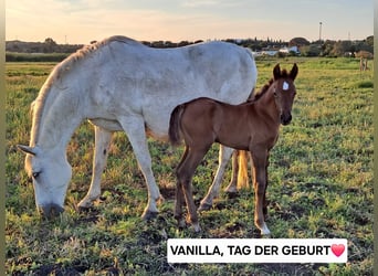 Ispano-Arabo, Giumenta, 4 Anni, 157 cm