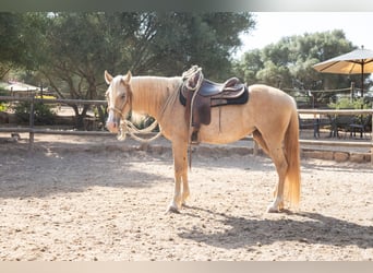 Ispano-Arabo, Giumenta, 5 Anni, 152 cm, Palomino