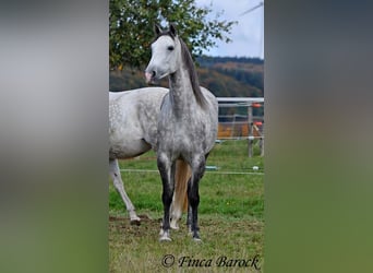 Ispano-Arabo, Giumenta, 5 Anni, 160 cm, Grigio