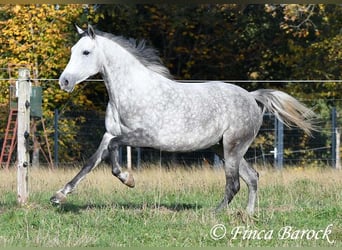 Ispano-Arabo, Giumenta, 5 Anni, 160 cm, Grigio
