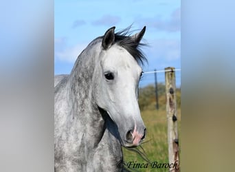 Ispano-Arabo, Giumenta, 5 Anni, 160 cm, Grigio